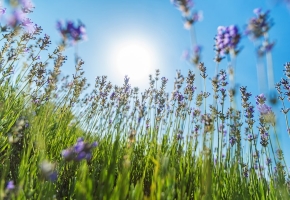 Nature Symphony