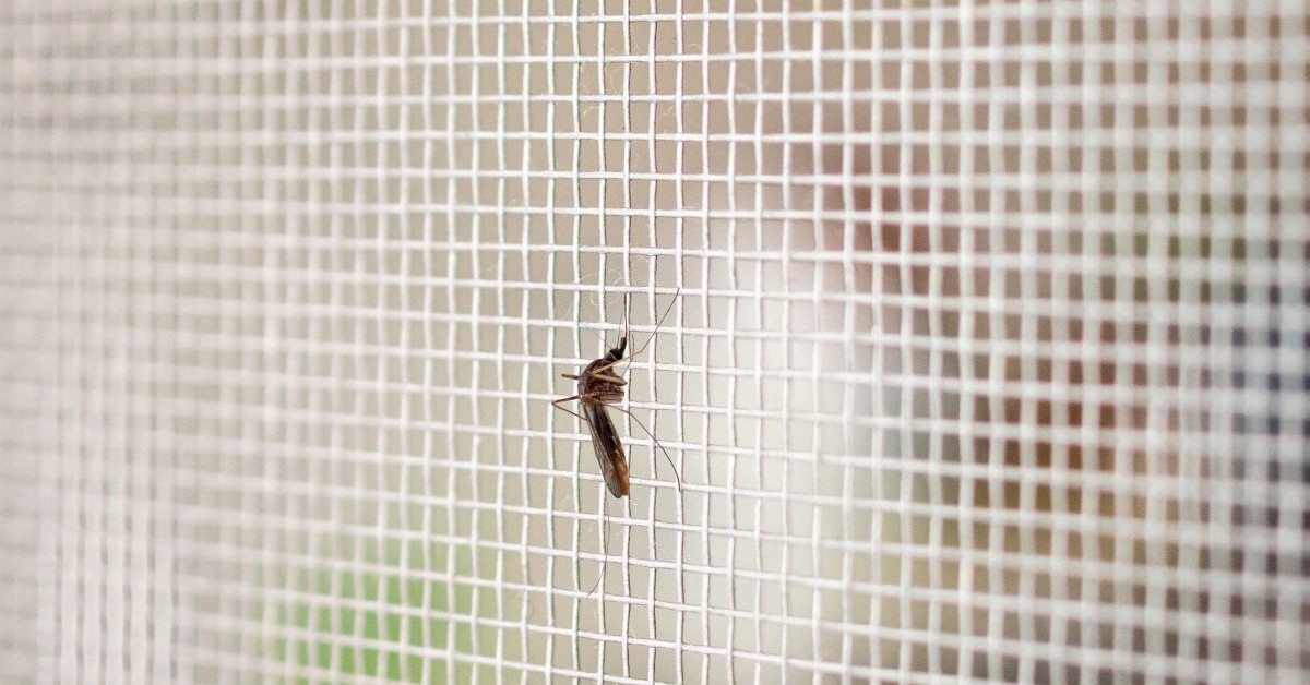 uodas.jpg (large, 1200x628)